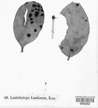 Lasiobotrys lonicerae image